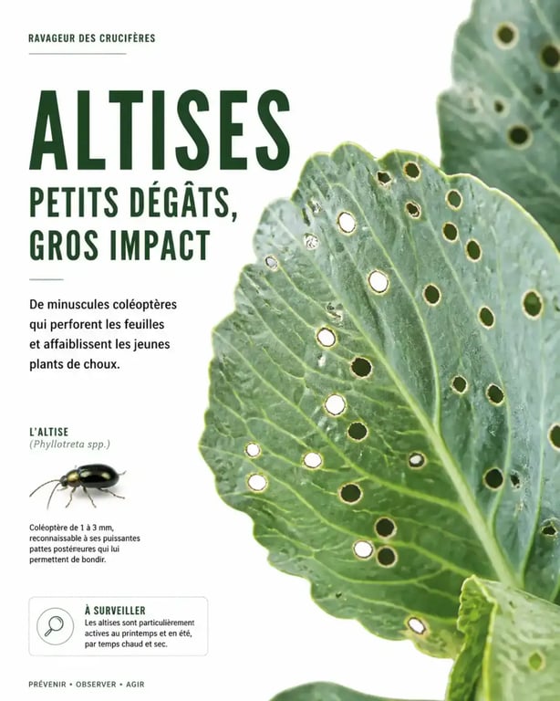 Feuilles de chou criblées de trous causés par les altises